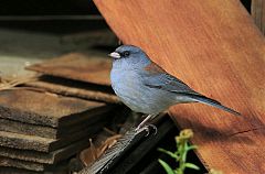 Dark-eyed Junco